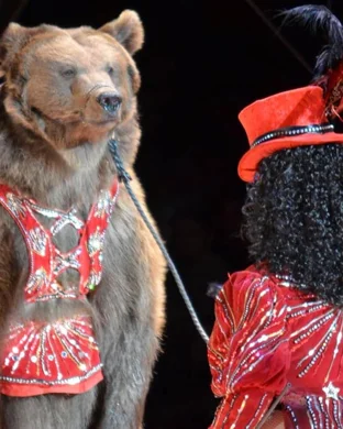 Kosair Shrine Circus Louisville