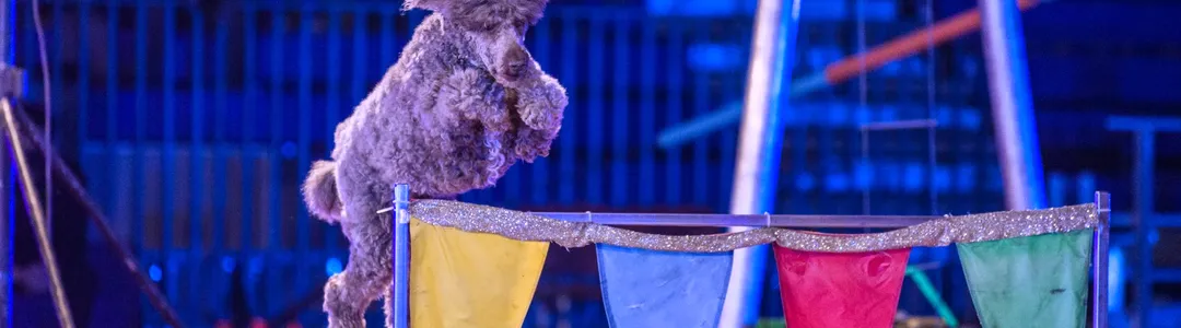 Carden International Circus Spectacular