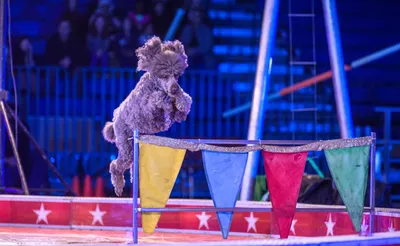 Carden International Circus Spectacular